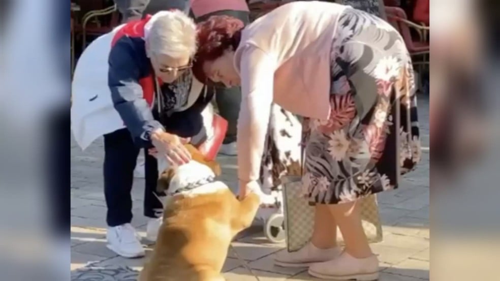 buldogue-cumprimentando-idosas