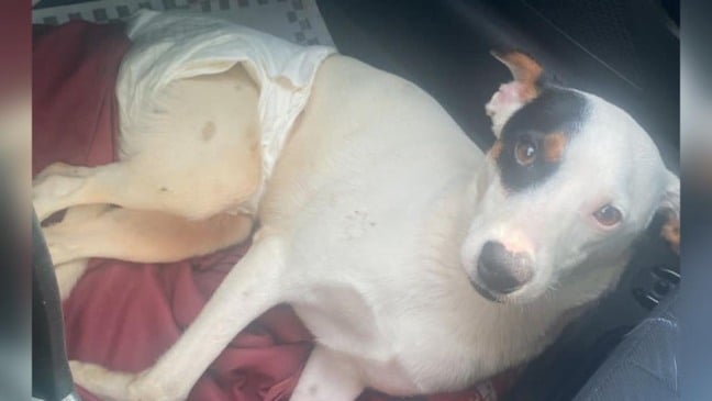 Burpee, cachorro precisa de ajuda para cirurgia