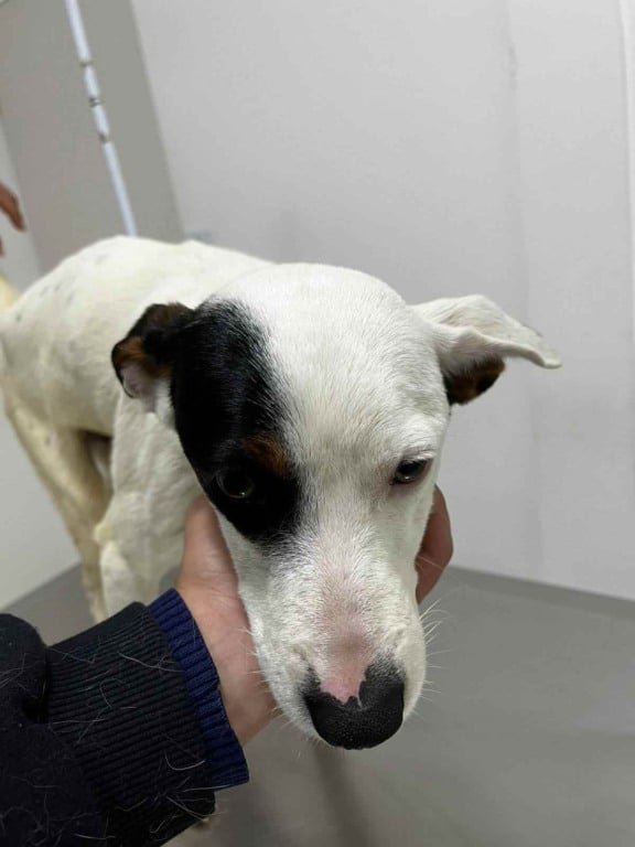 Burpee, cachorro precisa de ajuda para cirurgia