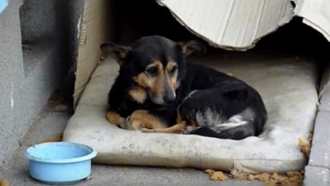 cachorro em sua casinha de papelão na rua