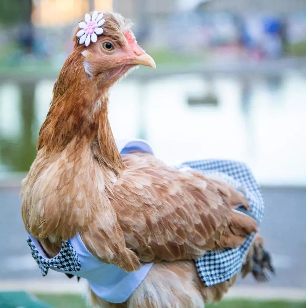 Nugget posando com fantasia