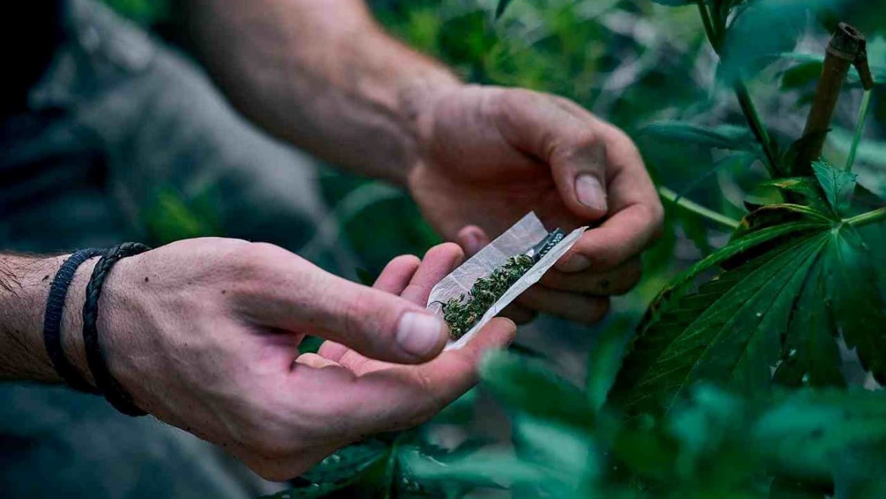 STF determina limite de porte de maconha para uso pessoal