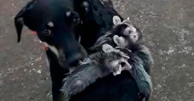 Cadela adota gambás. (Foto: Reprodução)