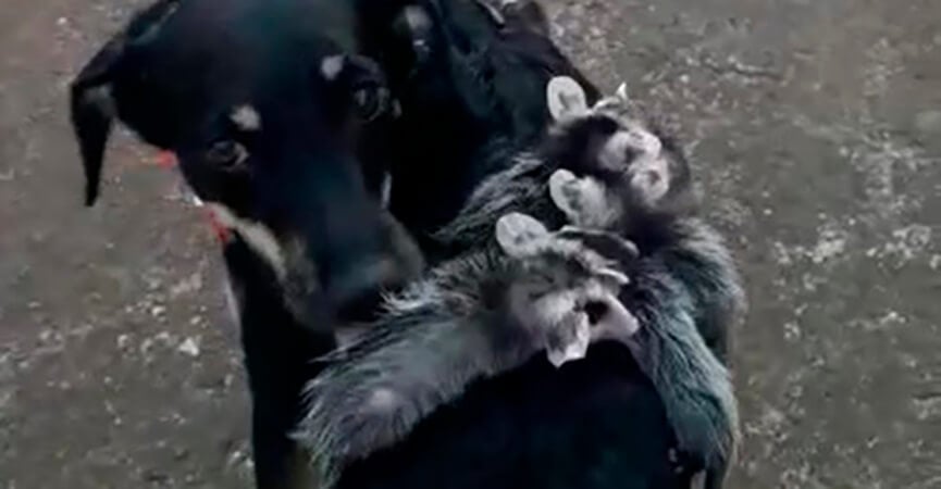 Cadela adota gambás. (Foto: Reprodução)