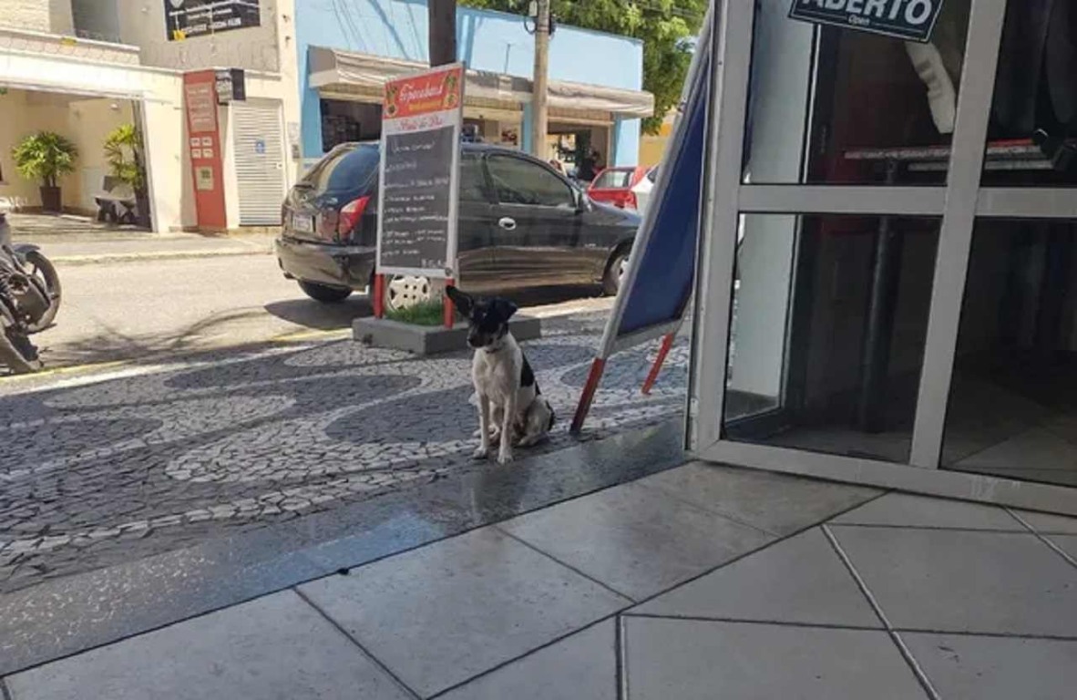 cachorrinha-sai-para-almoçar-compressed