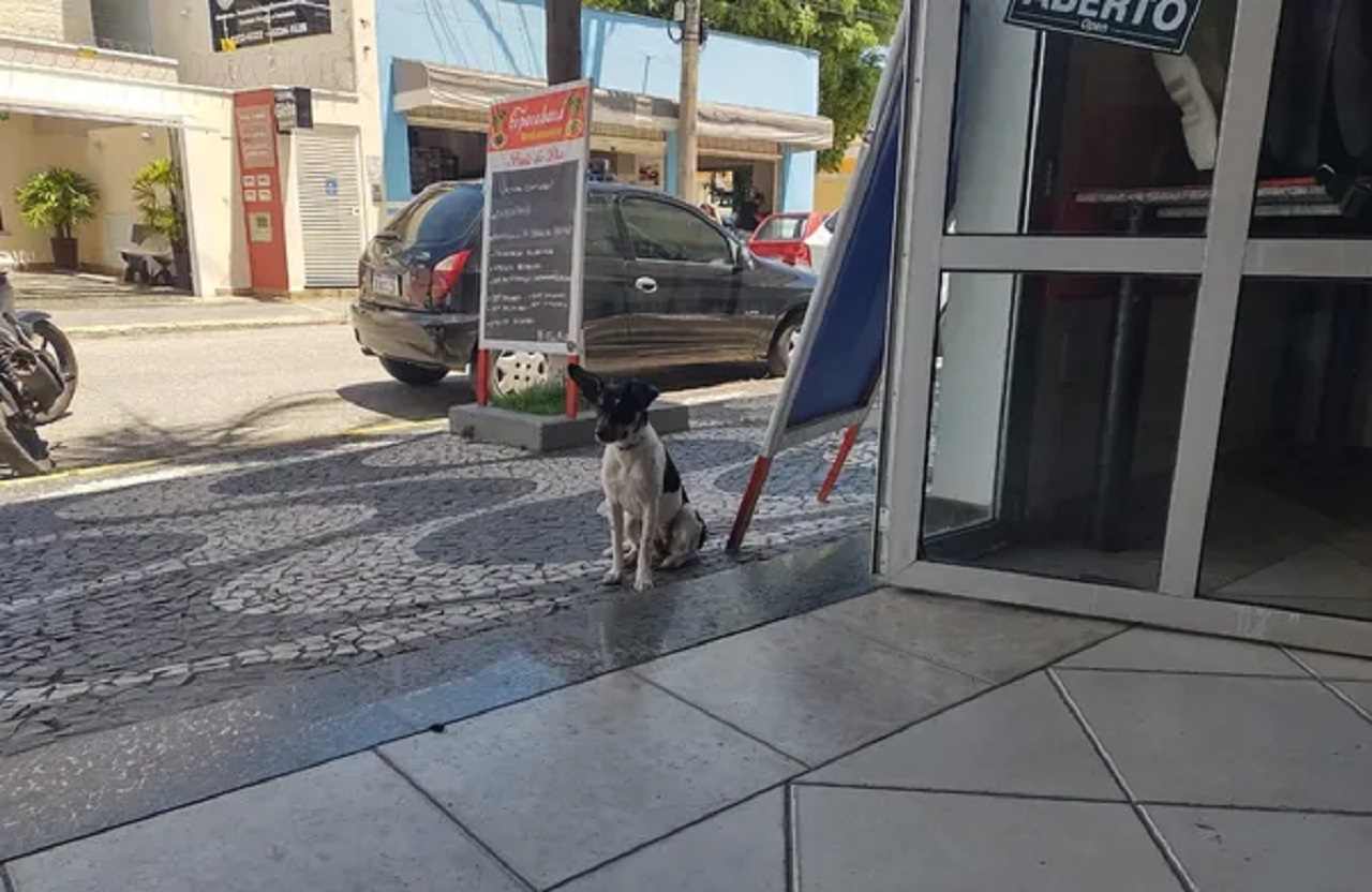 cachorrinha-sai-para-almoçar-compressed