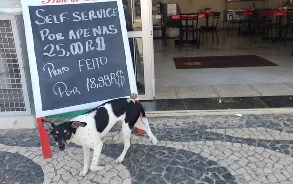 cachorrinha-sai-para-almoçar2