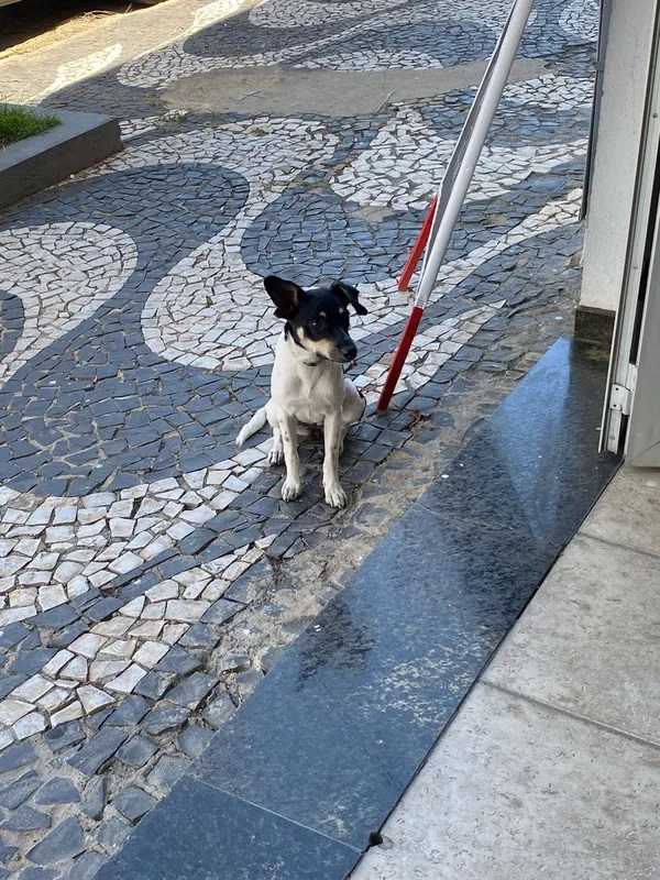 cachorrinha-sai-para-almoçar3-compressed