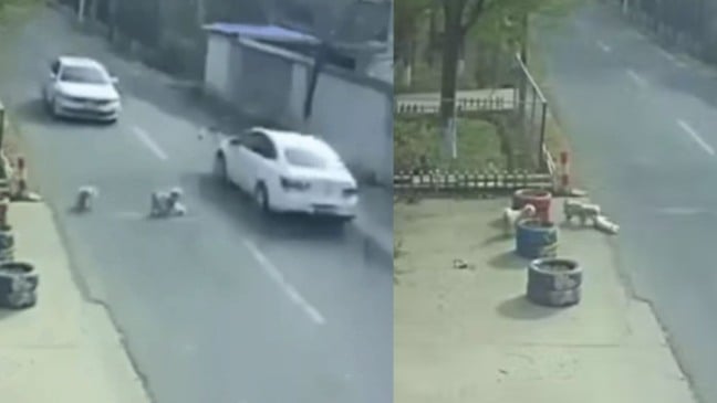 À esquerda, cães arrastando outro animal em via; à direita, cães em calçada.