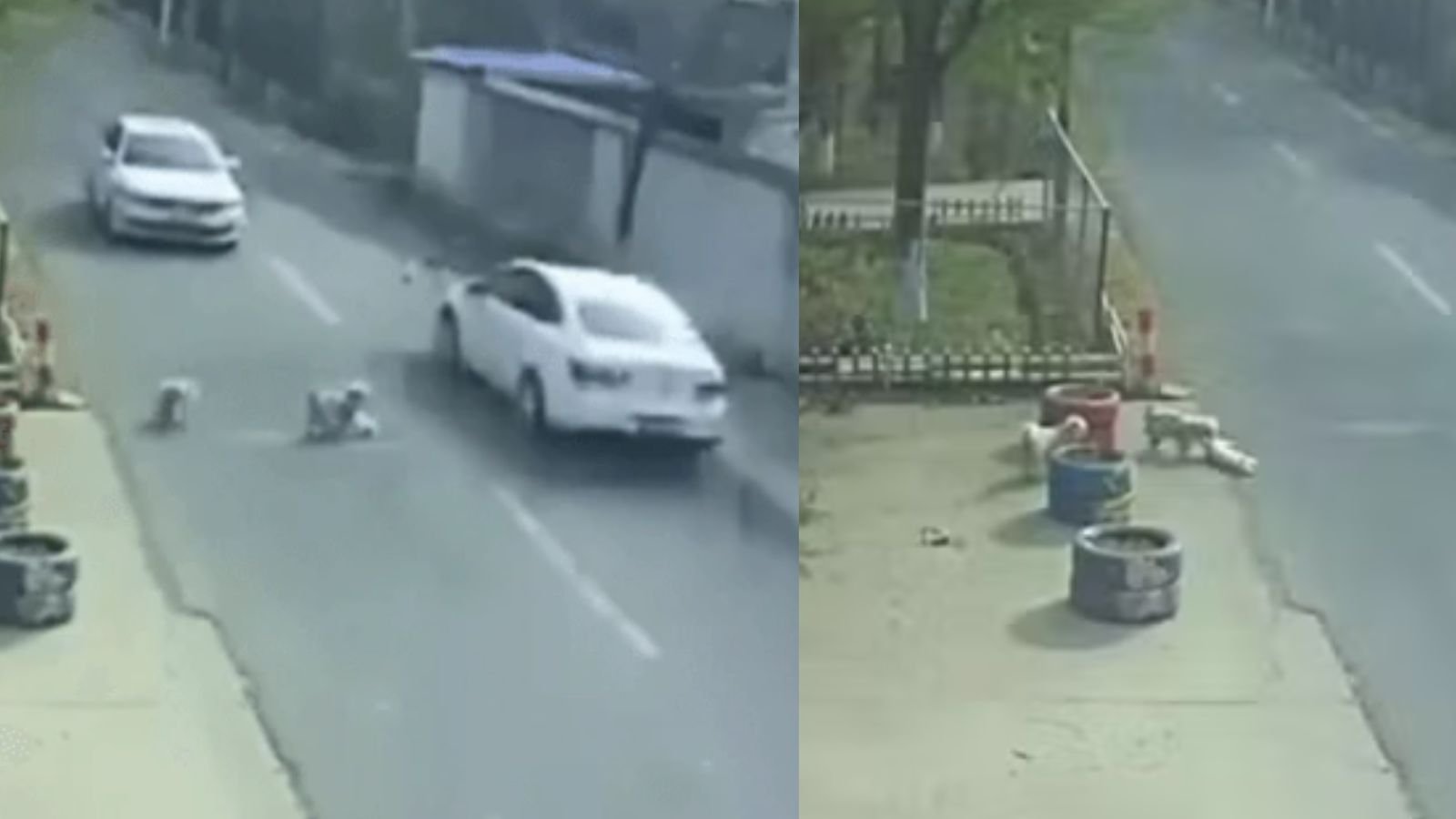 À esquerda, cães arrastando outro animal em via; à direita, cães em calçada.