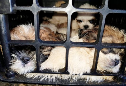 Cães da raça Shi-tzu resgatados pela Polícia Rodoviária Federal na Bahia. (Foto: Divulgação/PRF)