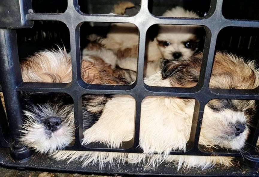 Cães da raça Shi-tzu resgatados pela Polícia Rodoviária Federal na Bahia. (Foto: Divulgação/PRF)