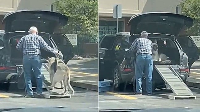 Foto: Reprodução YouTube/ViralHog | Edição: Amo Meu Pet