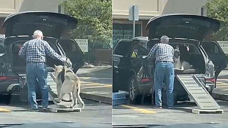 Foto: Reprodução YouTube/ViralHog | Edição: Amo Meu Pet