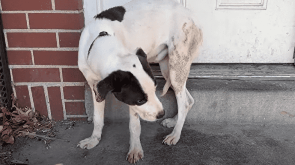 Cachorro expulso por tutor cruel aprende que humanos podem ser bondosos