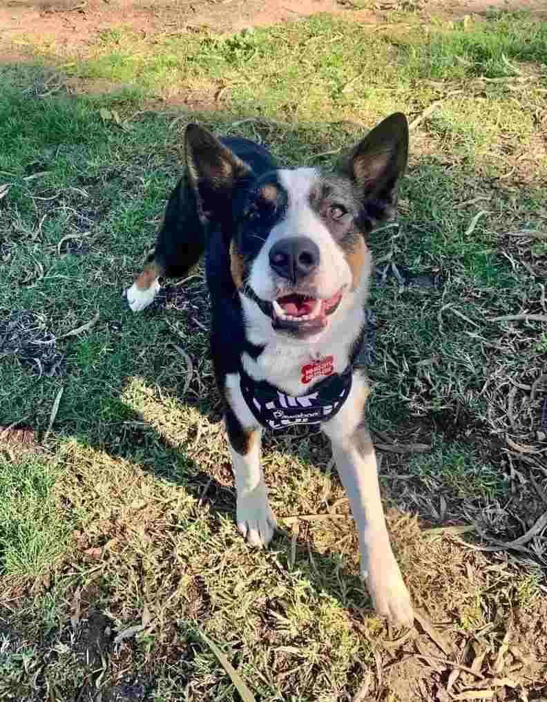 cachorro-abandonado-em-floresta-1-compressed