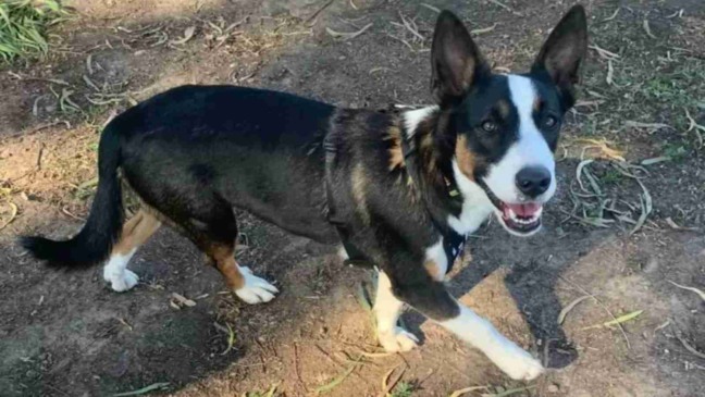cachorro-abandonado-em-floresta-capa-compressed (1)