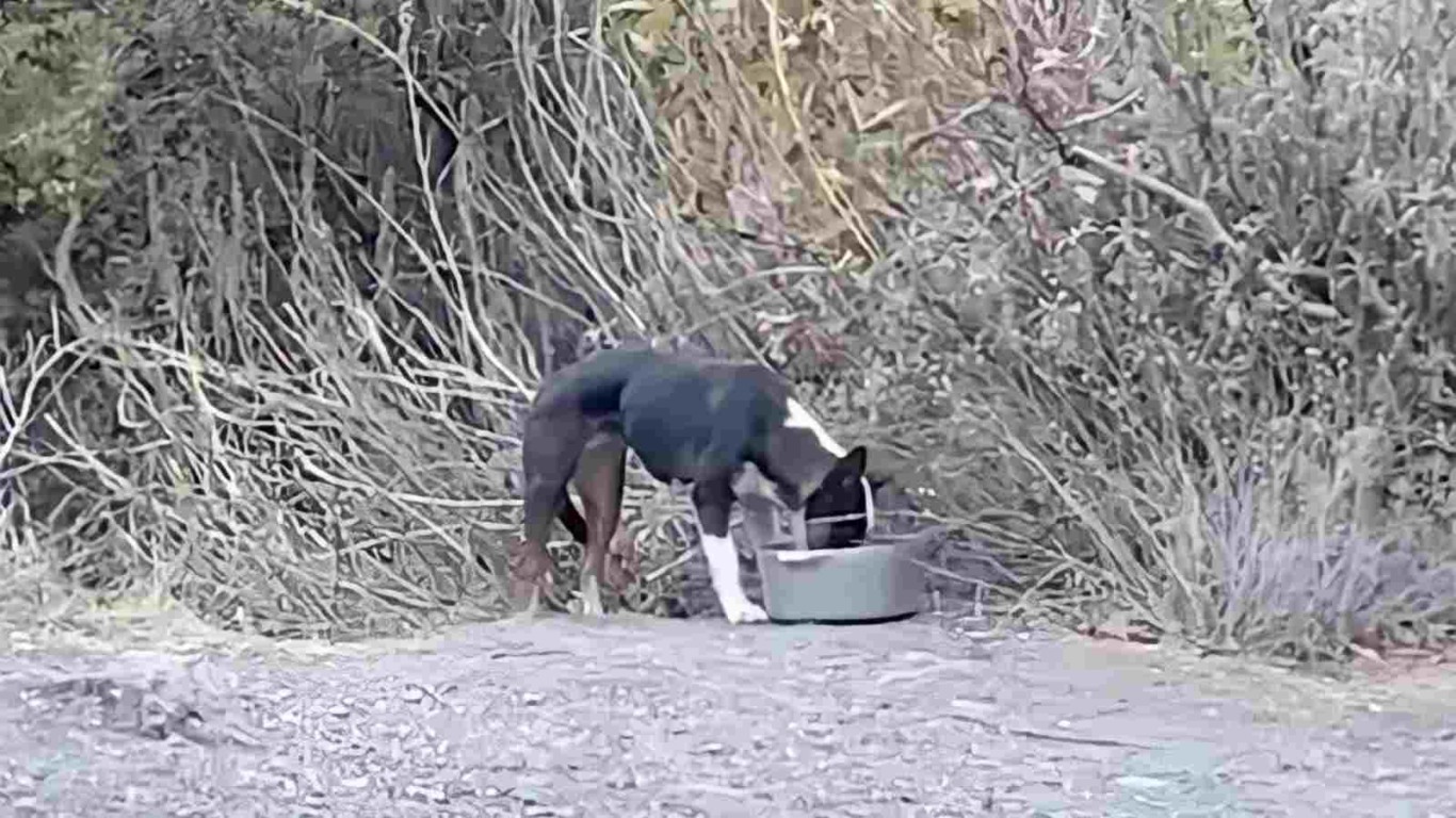 cachorro-abandonado-em-floresta-capa-compressed