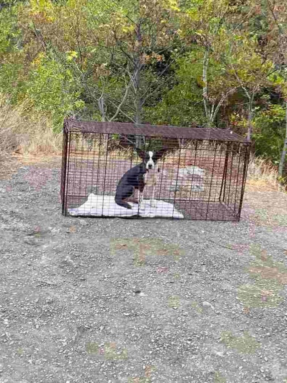 cachorro-abandonado-em-floresta-em-armadilha-compressed