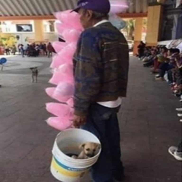 Idoso com algodões-doces carregando cachorrinho em balde