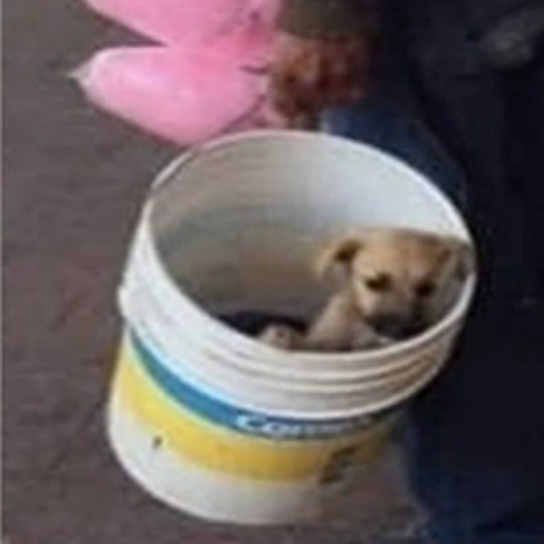 Cachorrinho dentro de balde