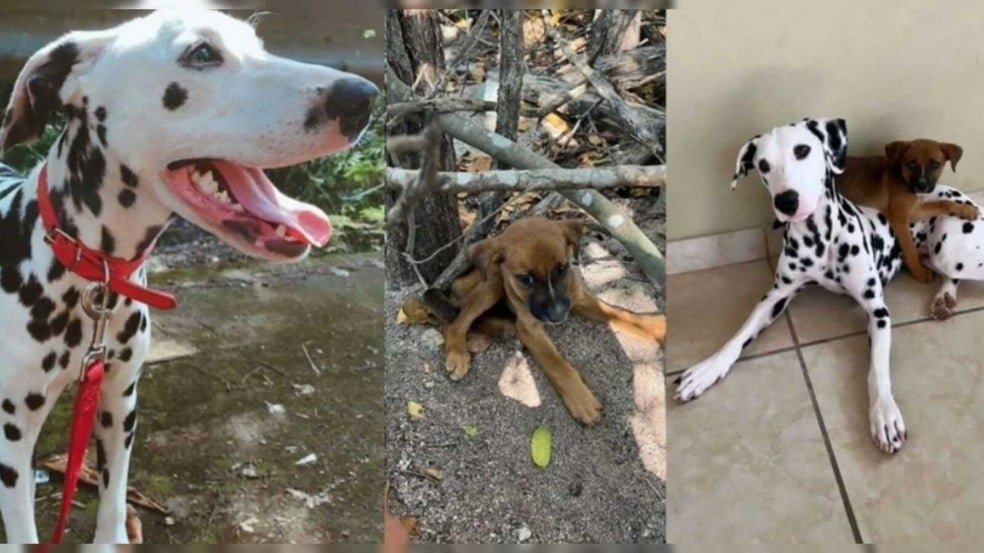 cachorro adota filhote abandonado