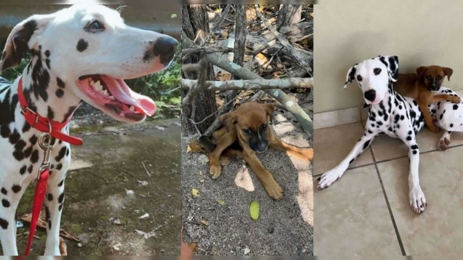 cachorro adota filhote abandonado