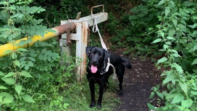 Cão abandonado amarrado na floresta é salvo e espera ser adotado