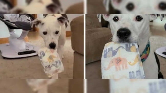 cachorro aprende a pegar fralda para ajudar sua tutora com o neném