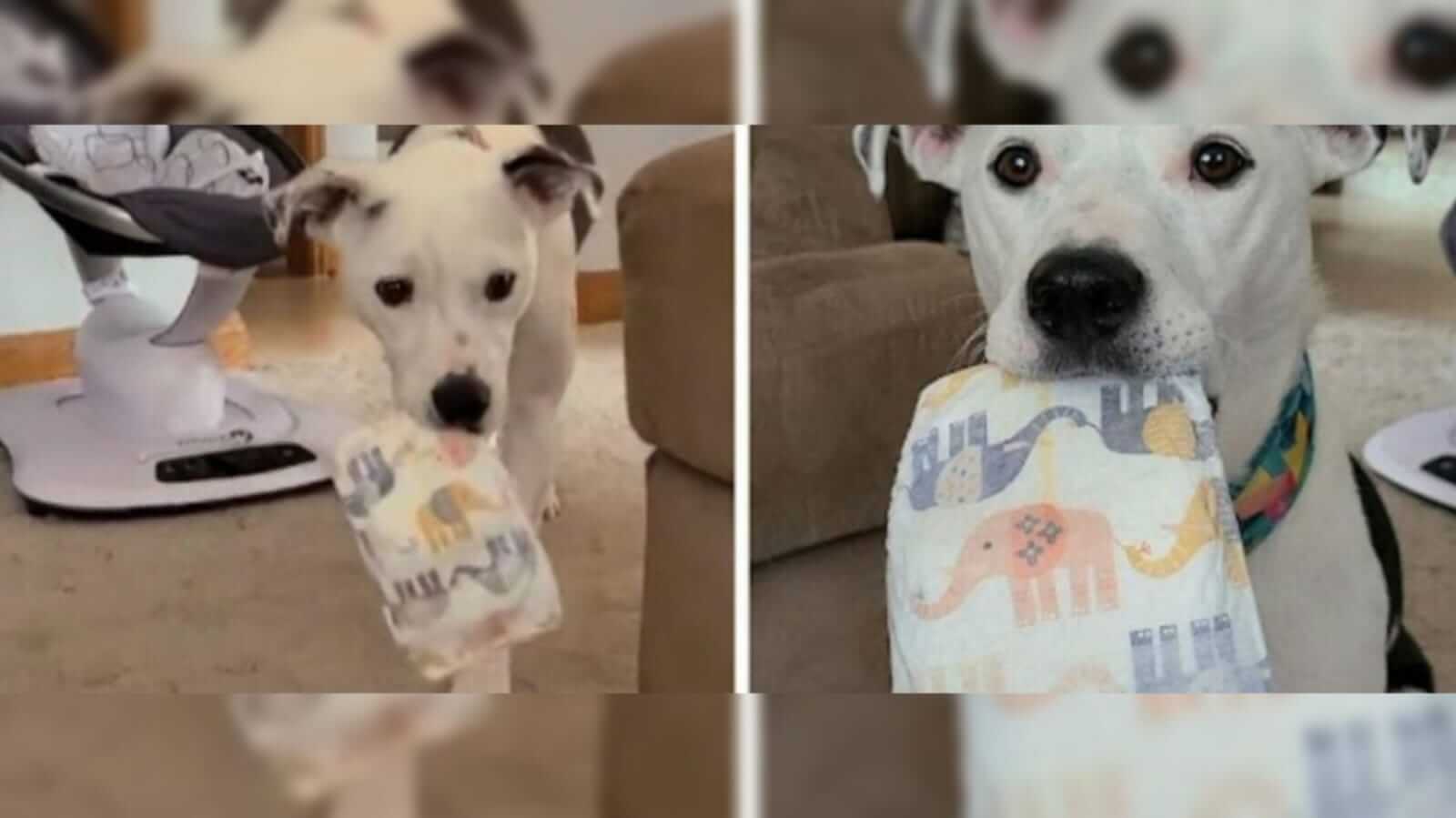 cachorro aprende a pegar fralda para ajudar sua tutora com o neném