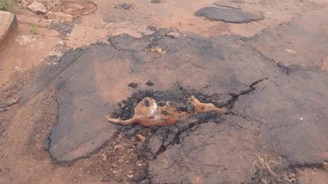 (Foto: Arquivo pessoal/Frederico Antônio Dias Barbosa)