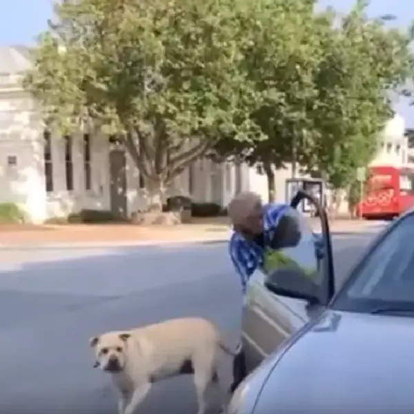 Cachorro cansado de esperar pelo tutor