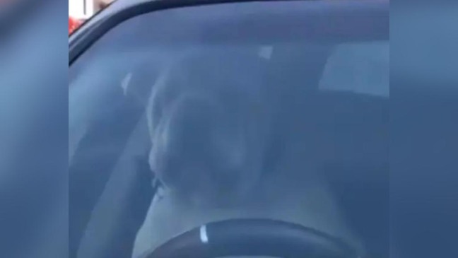 Cachorro cansado de esperar pelo tutor