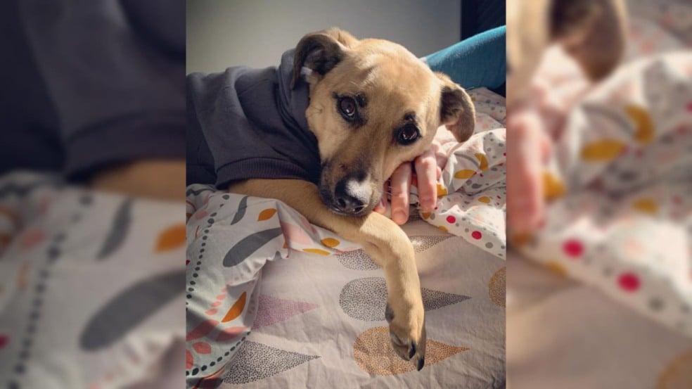 cachorro deitado na cama