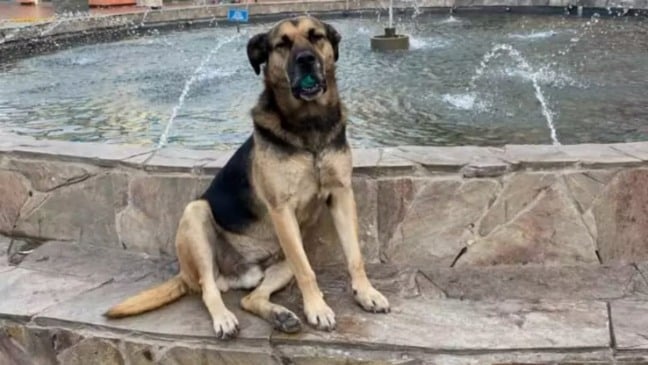 cachorro-com-bolinha-na-boca