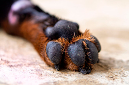 Cachorro com coronavírus é sacrificado nos EUA