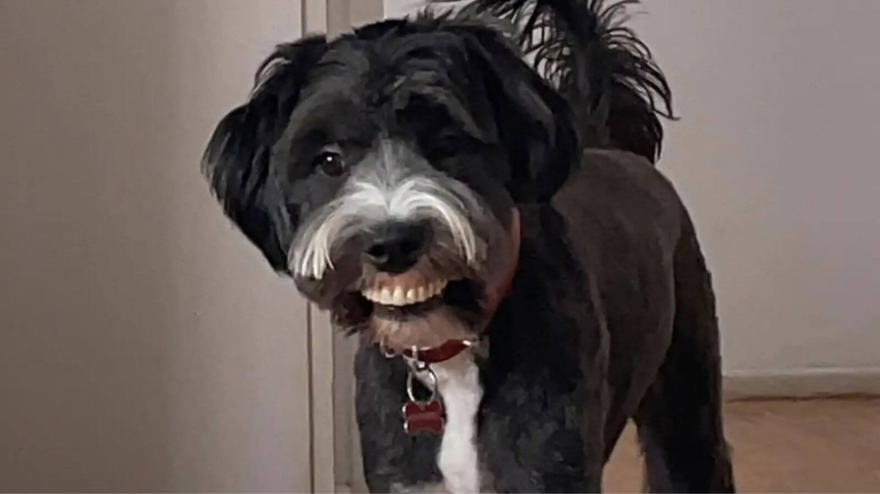 Cachorro preto e branco segurando uma dentadura de brinquedo, parecendo estar sorrindo, em um corredor de casa. Cachorro preto e branco segurando uma dentadura de brinquedo, parecendo estar sorrindo, em um corredor de casa.
