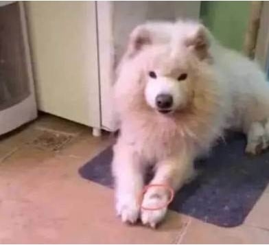 Cachorro Saymound com marca na pata