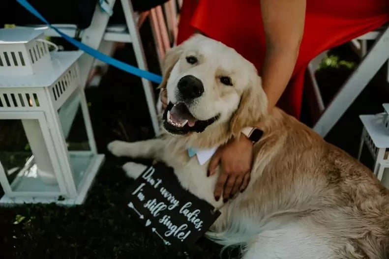 cachorro-com-placa-no-casamento-1