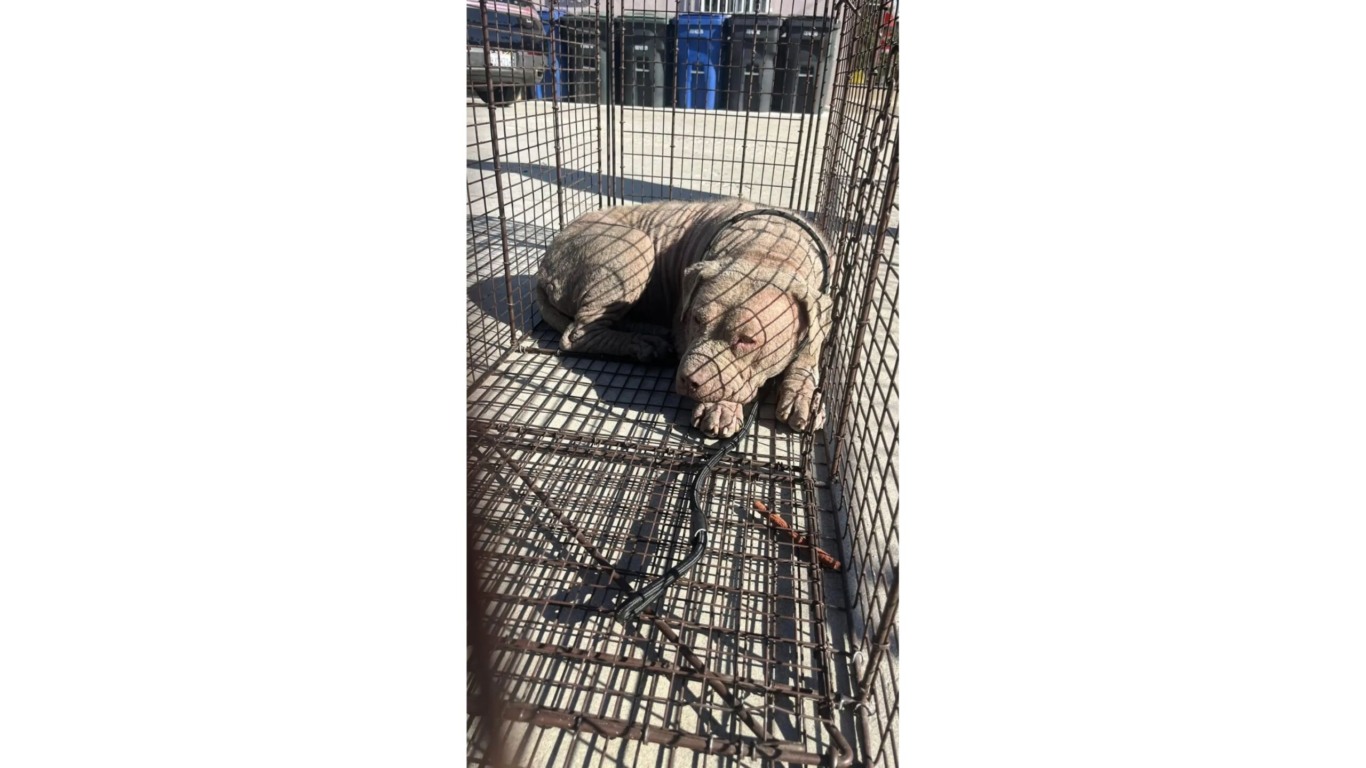 Cachorro com sarna resgatado