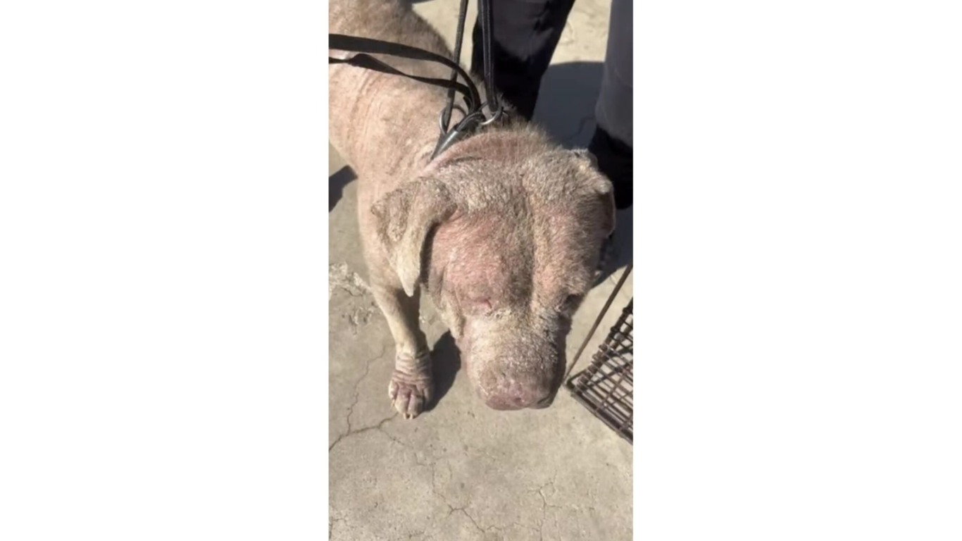 Cachorro com sarna resgatado