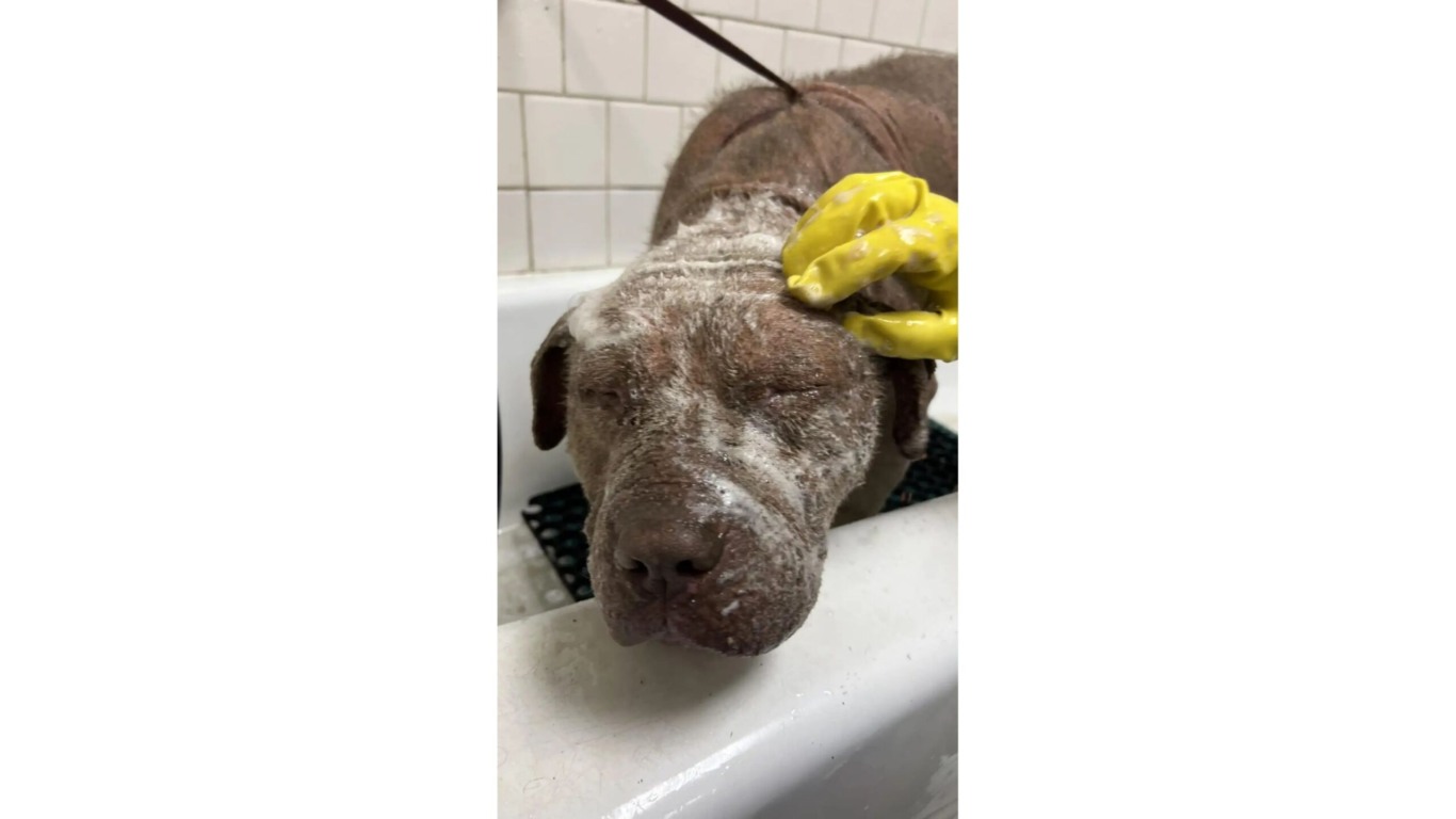 Cachorro com sarna resgatado