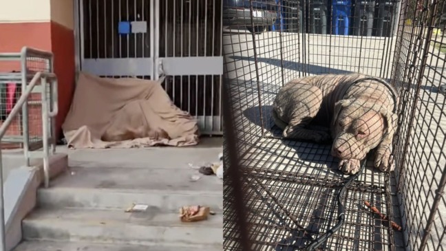 Cachorro com sarna resgatado