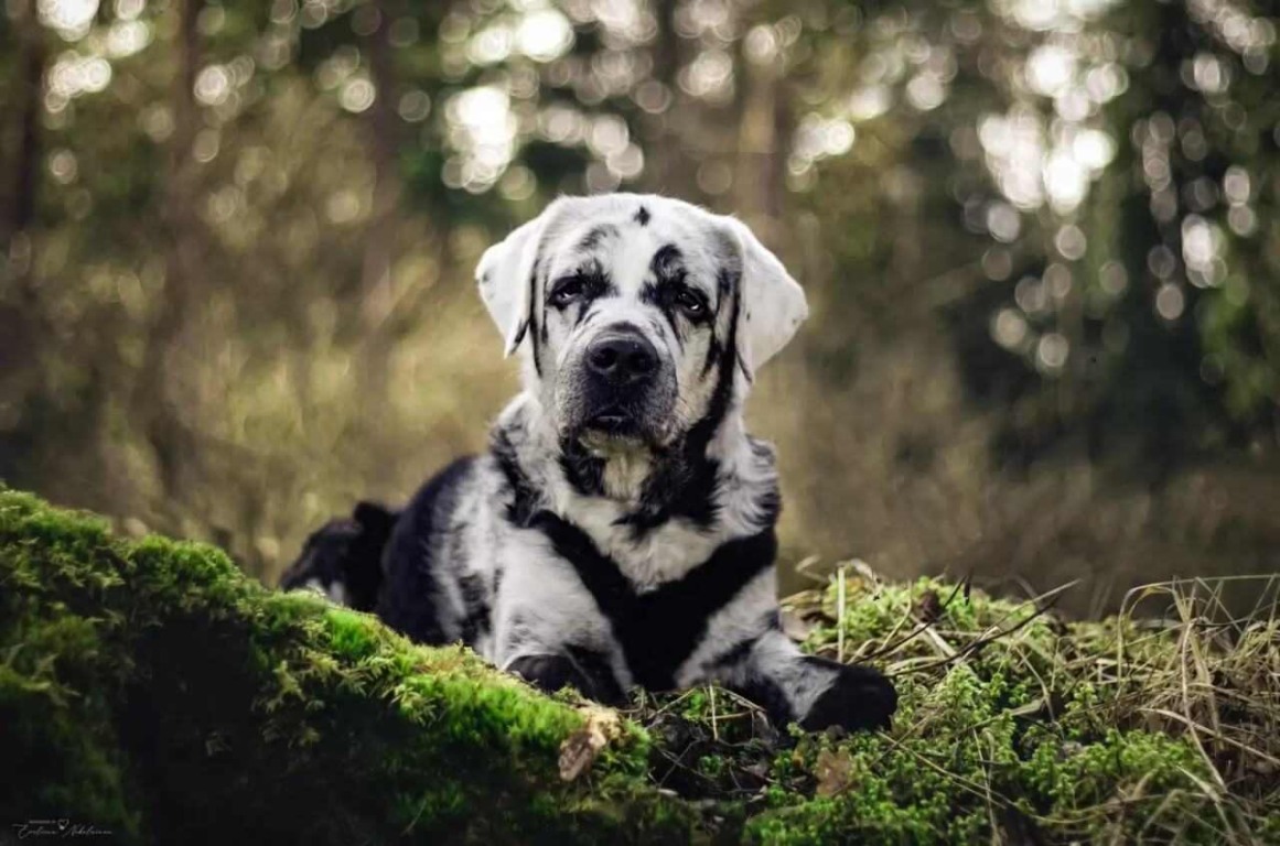Cachorro com Vitiligo Cachorro com Vitiligo
