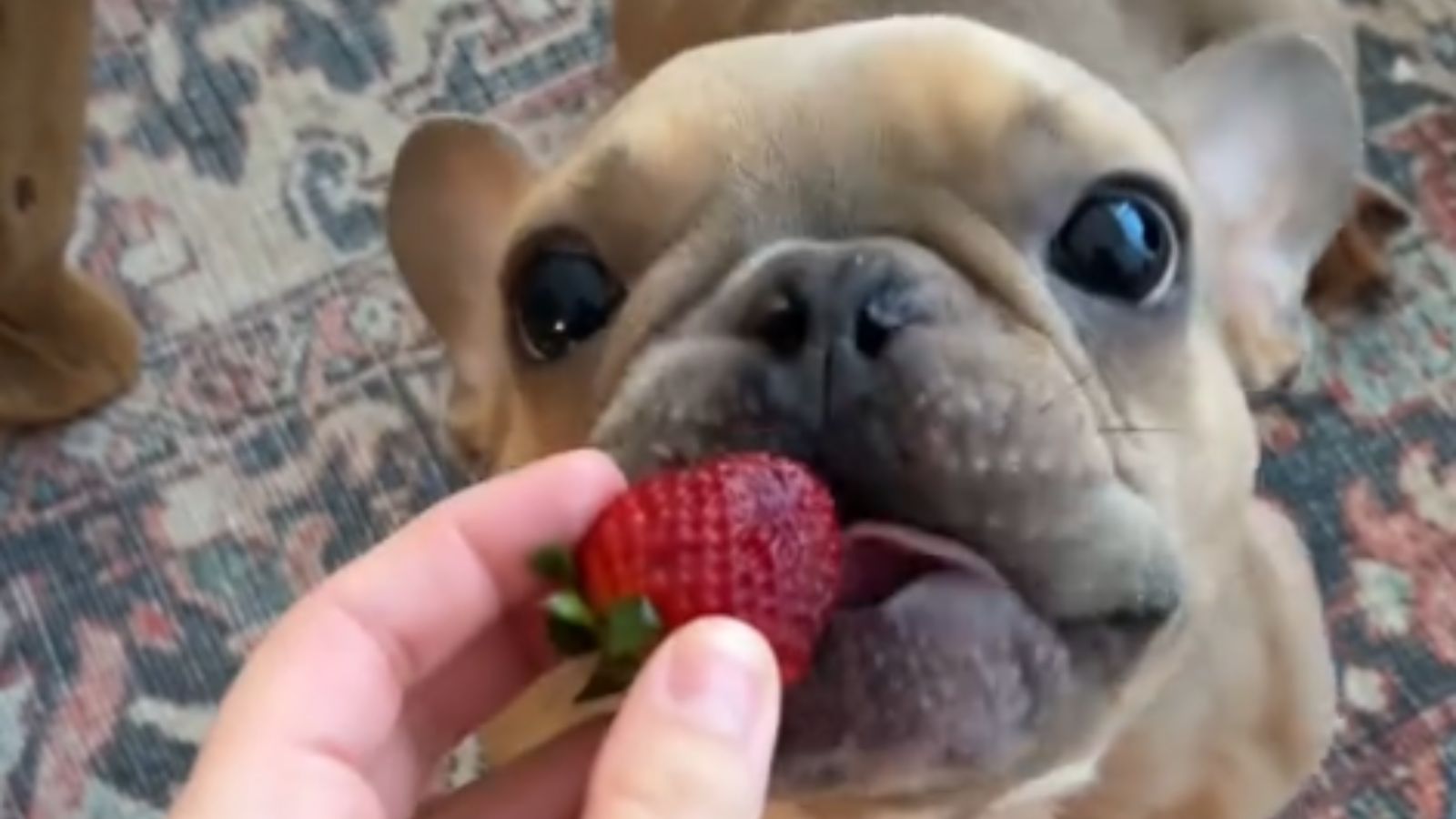 cachorro comendo morango