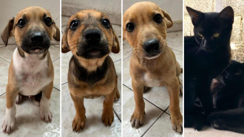 Foto: Prefeitura de Jundiaí