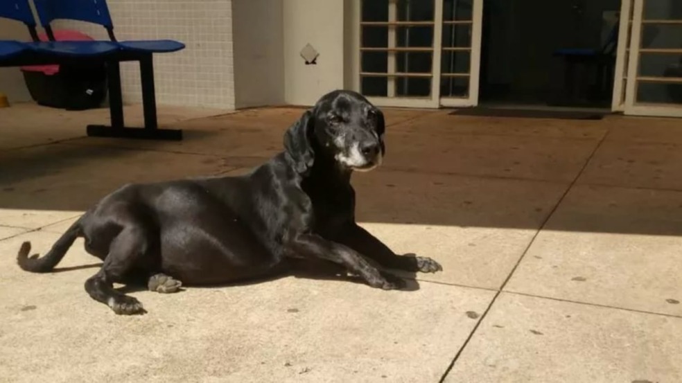 Negão espera pelo dono em frente a hospital há 10 anos. Negão espera pelo dono em frente a hospital há 10 anos.