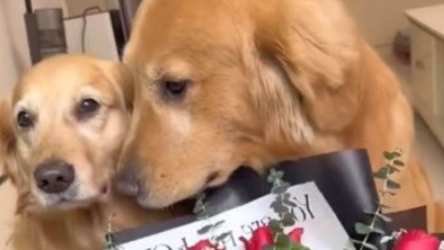 Dois cachorros da raça golden retriever