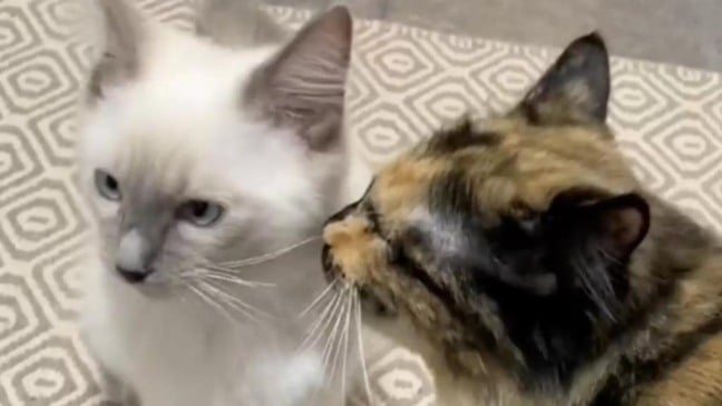 Foto: Reprodução/ Tiktok