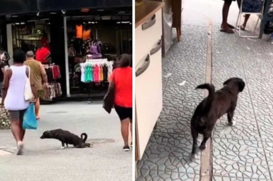 Cachorro finge estar machucado para comover as pessoas na rua